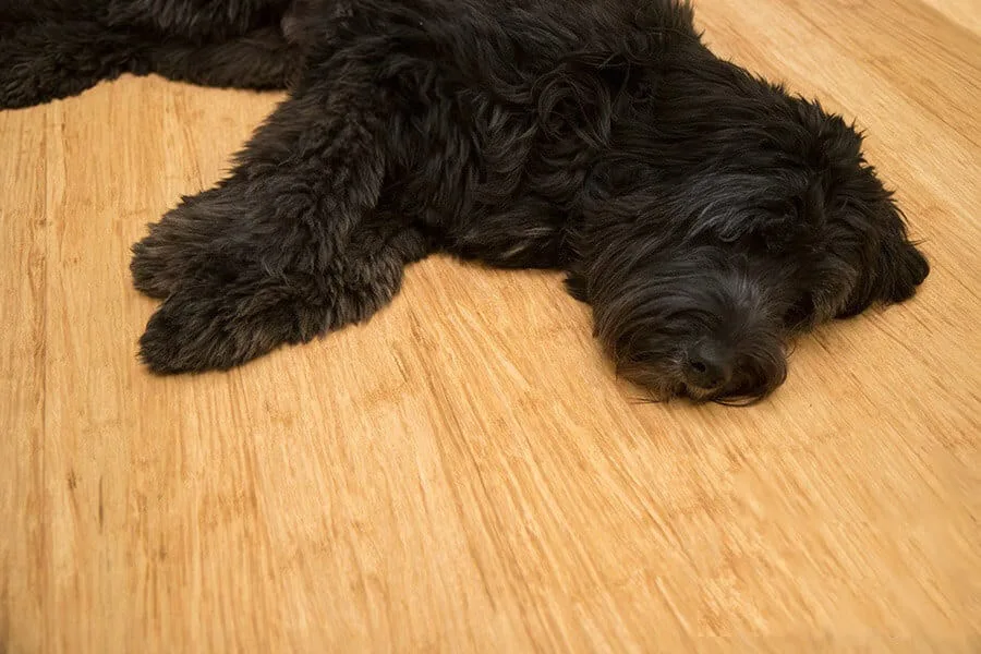 Plancher de bambou Naturel Non fini